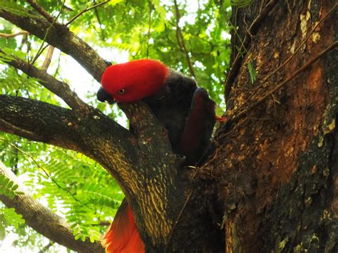 Parrot Moluccan Eclectus Or Eclectus Roratus Is A Colorful Parrot Bird And A Native Species Of