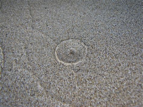 Free Images Beach Nature Sand Ground Texture Floor Cobblestone