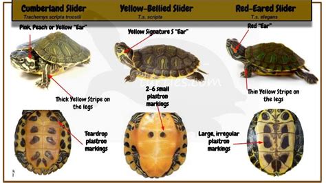 Yellow Bellied Slider Red Eared Slider Turtle Wood Turtle Turtle