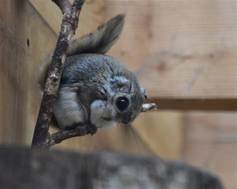 ZOOTOGRAFIANDO (6.096 ANIMALS): ARDILLA VOLADORA SIBERIANA / SIBERIAN ...