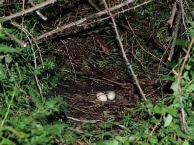 Turkey Vulture Nesting (Behavior, Eggs + Location) | Birdfact