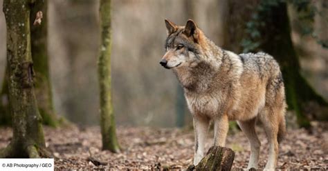 Baisse Des Loups En France Une Pression Accrue Sur La Protection Des