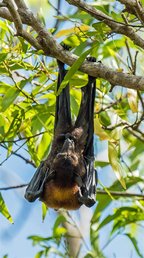 Black Flying Fox Pteropus Alecto At Jabiru In The Nort Flickr