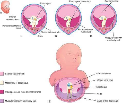 Body Cavities Mesenteries And Diaphragm Clinical Tree