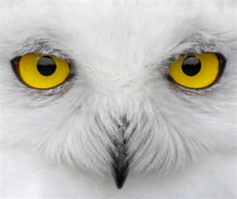 Is The 'Harry Potter Effect' A Curse For Owls In Indonesia?