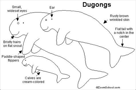 Dugong Printout- EnchantedLearning.com