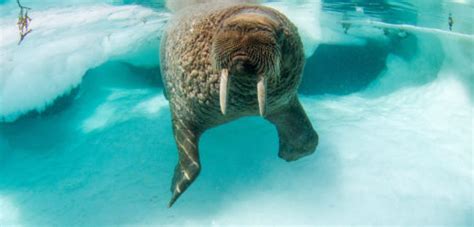 What Now, Walrus? | Hakai Magazine