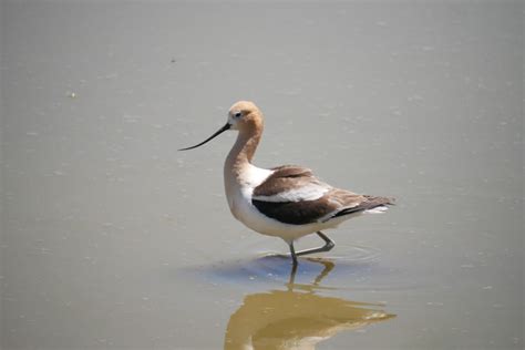 Discovering the Klamath Basin National Wildlife Refuges - Erika's Travels