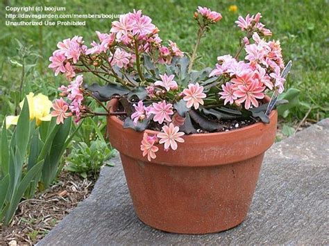 PlantFiles Pictures Lewisia Cliff Maids Siskiyou Lewisia Siskiyou