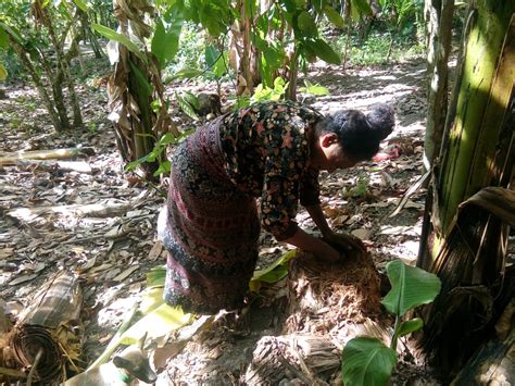 Krisis Air Bersih Warga Terpaksa Konsumsi Air Pisang SuaraSikka