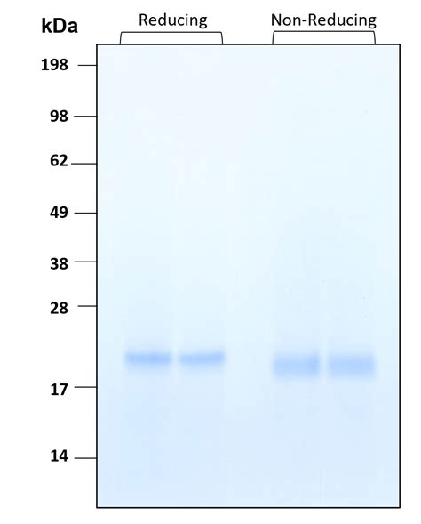 Humankine Recombinant Human Sonic Hedgehog Shh Protein Proteintech