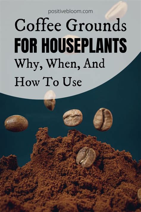 Why When And How To Use Coffee Grounds For Houseplants