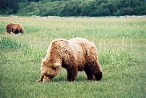 Wallpaper Grassland Grizzly Bear Ecosystem Wilderness Brown Bear