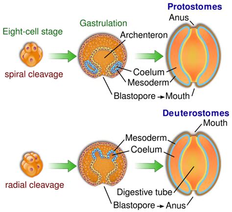 Embryonic Disc Formation