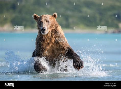 Brown Bear Ursus Arctos Runs In Water Hunting Katmai National Park