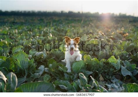 Dog Cabbage Royalty-Free Images, Stock Photos & Pictures | Shutterstock