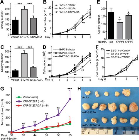 Mitotic Phosphorylation Promotes Anchorage Independent Growth And