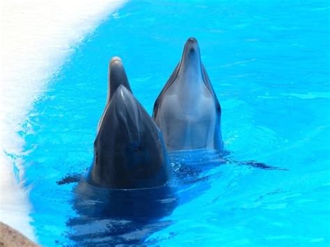 picture dolphins sea