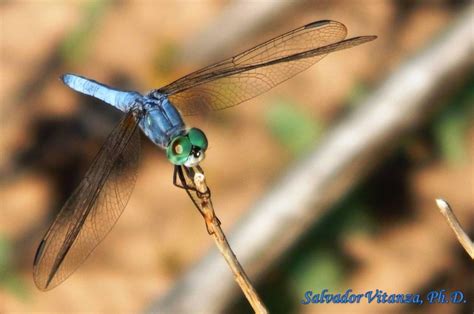 Odonata Libellulidae Pachydiplax Longipennis Blue Dasher D Urban