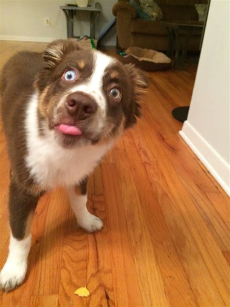 14 Stages Of Your Dog's Peanut Butter Addiction