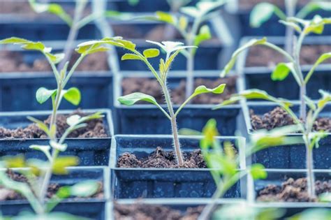 Brotes De Tomate Tomate Germinado En Invernadero Pl Ntulas De Tomate En