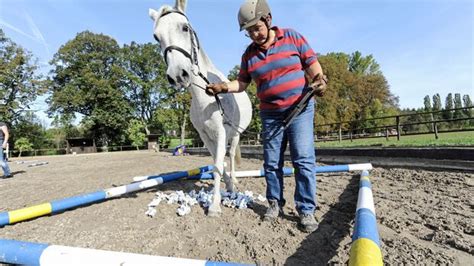 Fortschritte Und Fehlentwicklungen Im Reitsport Cavallo De