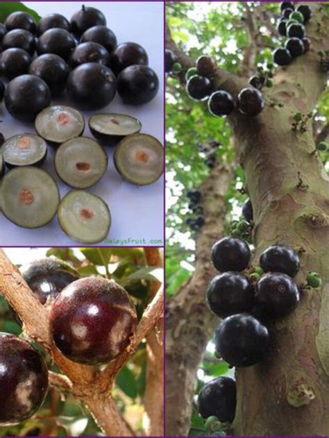 Como Fazer Enxerto De Jabuticaba Passo A Passo