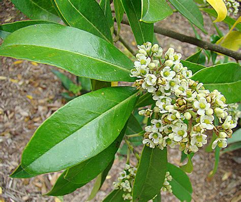 Ilex Paraguariensis The Source Of Yerba Mate The Leaves M Flickr