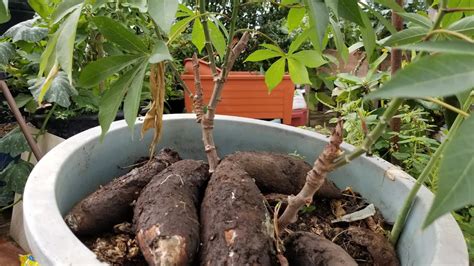 Como Cultivar Yuca O Mandioca En Casa Muy Simple Con Buena Cosecha