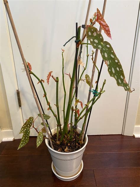 Begonia Maculata Expert Care Tips And Growing Guide