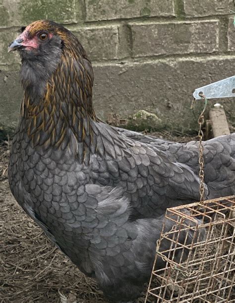 12 BYM Chicken Hatching Eggs Ameraucana Orpington Wyandotte Maran