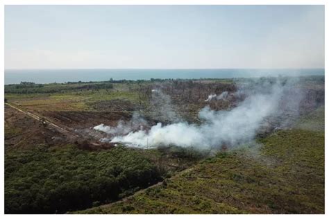 Perusahaan Makanan Terbesar Cina Cofco Terkait Deforestasi Di Kawasan