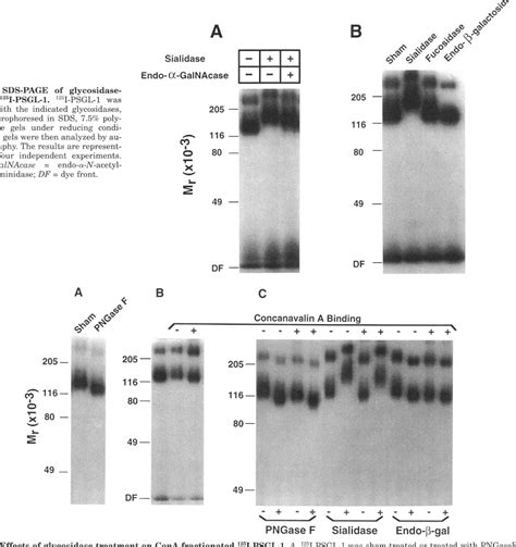 Figure From The P Selectin Glycoprotein Ligand From Human Neutrophils