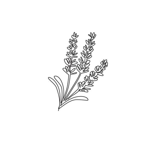 Single Continuous Line Drawing Of Beauty Fresh Lavandula For Garden