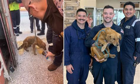 Connie The Container Dog Miraculous Moment Coast Guard Inspectors Save