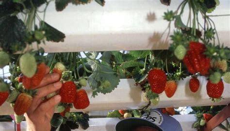 Gu A Completa Cultivo De Fresas Paso A Paso Consejos Expertos Para