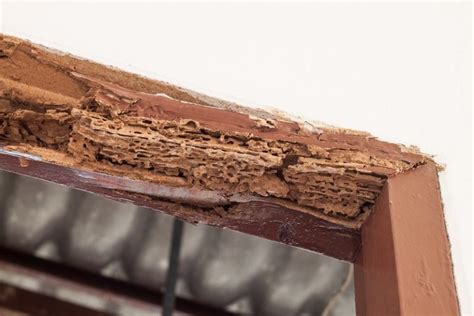 Termite Exterminator What Attracts Termites Expert Pest Solutions