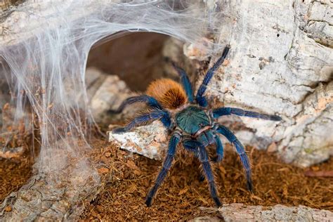 Pet Tarantula The Ultimate Guide To Caring For A Tarantula A Z Animals