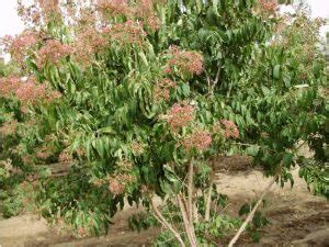 Mult Site Woody Plant Evaluation CSU Heritage Arboretum And Woody