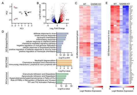 GSDMD Is Associated With Inflammatory Gene Expression Programs A