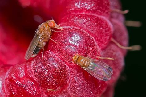 Nueva Protecci N Contra Mosca Del Vinagre De Alas Manchadas