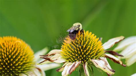 BUMBLEBEE Desktop Wallpaper - Etsy