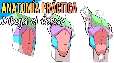 Anatomía Cómo Dibujar El Torso Tutorial De Dibujo La Figura Humana Dibujo Anatomia