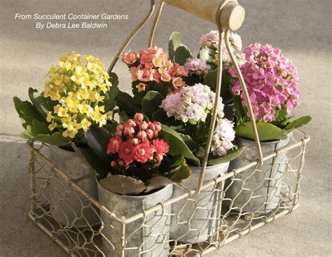 Succulents Grown For Bright Flowers Kalanchoe Blossfeldiana Debra