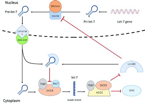 Schematic Diagram Of The Lin28B MYC Let 7 Interaction Let 7 Maturity