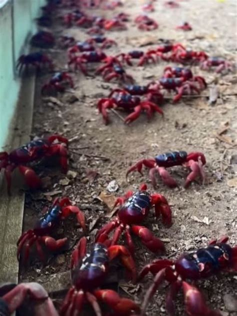 Millions Of Red Crabs Swarm Christmas Island For Annual Migration Herald Sun