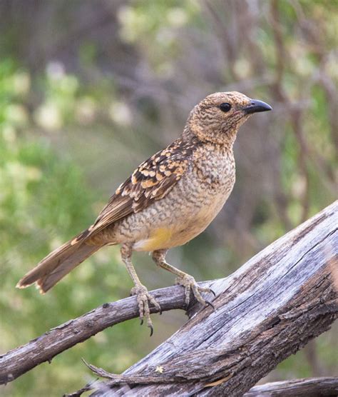 Spotted Bowerbird Sounds And Calls Wild Ambience Nature Sounds