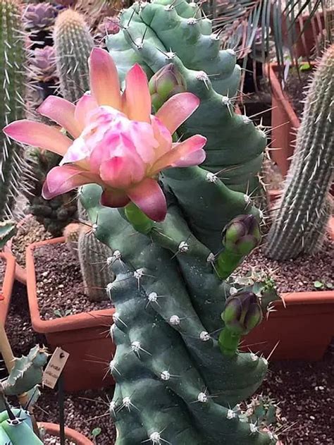 Cereus Forbesii Spiralis Cactus Espiral Cuidados Jardín De Suculentas