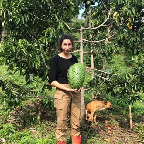 Giant Soursop Fruit Tree Annona Muricata 3 4 Ready To Give Fruit