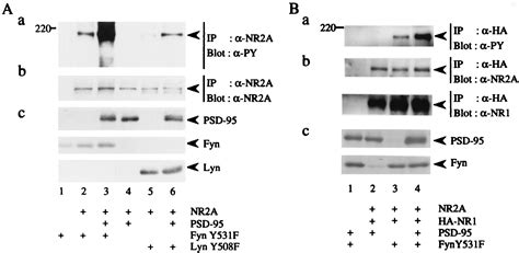 Psd Mediated Complex Formation Between Fyn And Nr A